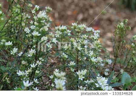 大會之花 大會之花 133834626