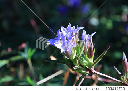 Close-up of a gentian flower 133834723