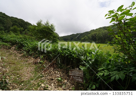 長野縣茅野平市北渡部濕地，從棧道上看到的濕地南側（朝向入口方向），2025年8月6日 133835751