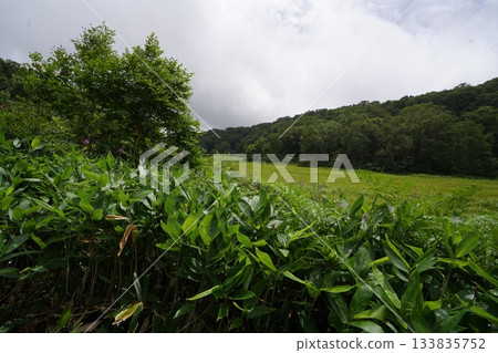 長野縣茅野平市北渡部濕地,從棧道上看到的濕地南側(朝向入口方向),2025年8月6日 長野縣茅野平市北渡部濕地,從棧道上看到的濕地南側(朝向入口方向),2025年8月6日 133835752