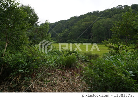 長野縣茅野平市北渡部濕地,從棧道眺望濕地中心,2025年8月6日 長野縣茅野平市北渡部濕地,從棧道眺望濕地中心,2025年8月6日 133835753