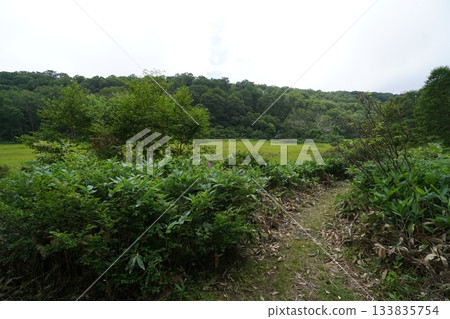 長野縣茅野平市北渡部濕地，從棧道向西眺望濕地深處，2025年8月6日 133835754