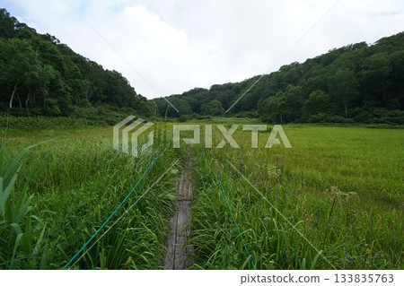 長野縣茅野平市北渡部濕地,從棧道上看到的濕地南側(朝向入口方向),2025年8月6日 長野縣茅野平市北渡部濕地,從棧道上看到的濕地南側(朝向入口方向),2025年8月6日 133835763