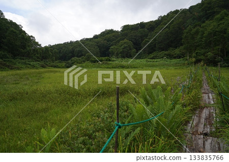 長野縣茅野平市北渡部濕地,從棧道上看到的濕地南側(朝向入口方向),2025年8月6日 長野縣茅野平市北渡部濕地,從棧道上看到的濕地南側(朝向入口方向),2025年8月6日 133835766