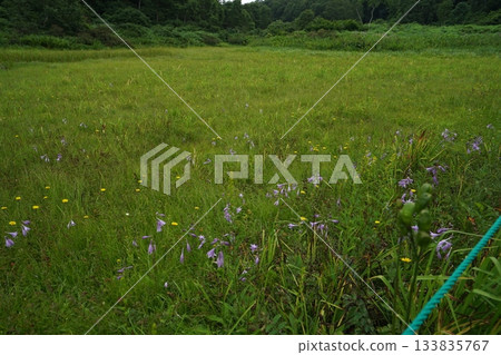 長野縣茅野平市北渡部濕地,從棧道上看到的濕地南側(朝向入口方向),2025年8月6日 長野縣茅野平市北渡部濕地,從棧道上看到的濕地南側(朝向入口方向),2025年8月6日 133835767