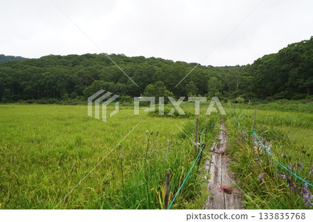2025年8月6日,長野縣茅野平市北渡部濕地,從棧道望向濕地涼亭。 2025年8月6日,長野縣茅野平市北渡部濕地,從棧道望向濕地涼亭。 133835768