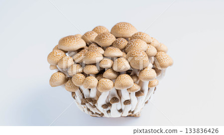 新鮮的白玉菇擺放在白色背景上 133836426