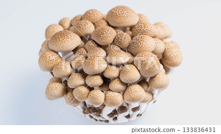 新鮮的白玉菇擺放在白色背景上 133836431