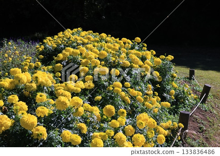 千壽花盛開 133836486