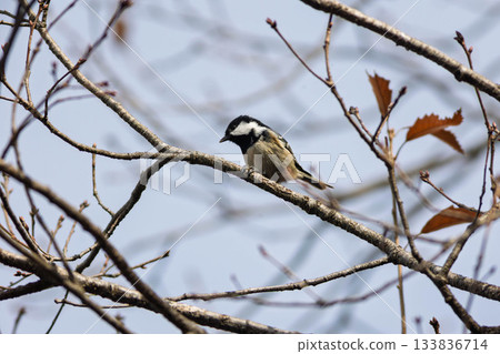 在樹枝上的中途停留 133836714