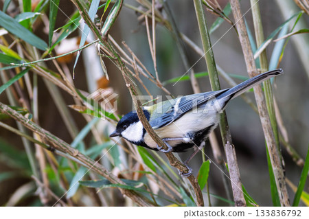 Tits fringing on branches 133836792