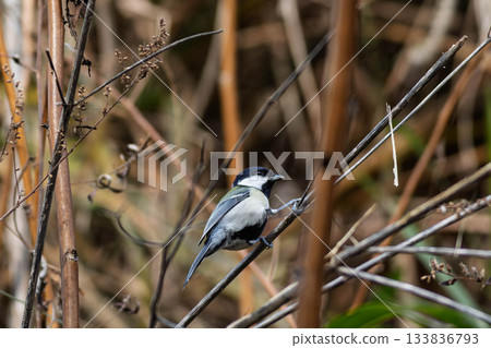 山雀在樹枝上邊緣 133836793