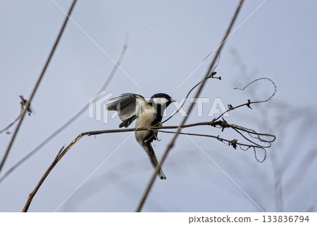 山雀在樹枝上邊緣 133836794