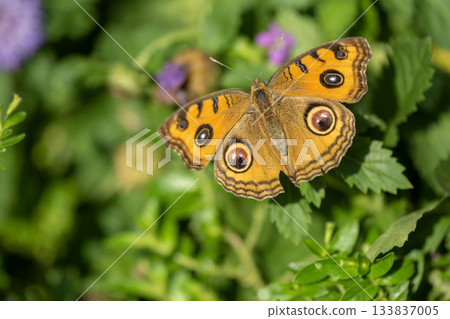 Tatehamodoki 133837005