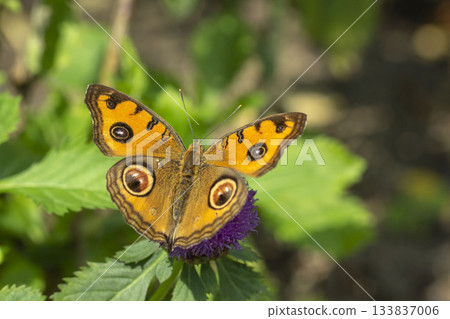 Tatehamodoki 133837006