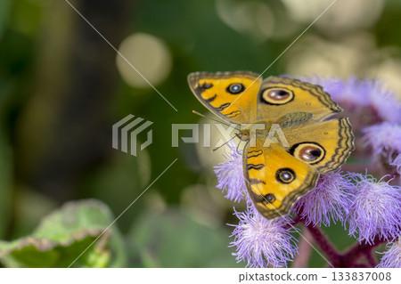 Tatehamodoki Tatehamodoki 133837008