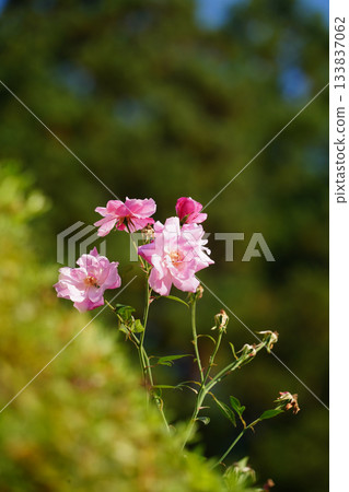 京都大原村盛開的玫瑰 133837062