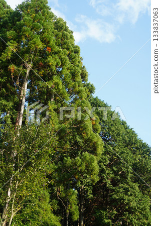 Green trees in Ohara Village, Kyoto Green trees in Ohara Village, Kyoto 133837063