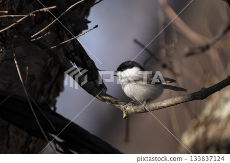 A tit perched on a branch A tit perched on a branch 133837124