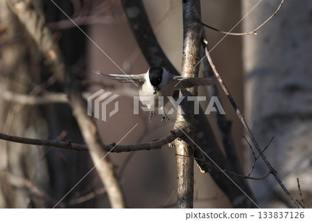 A tit caught an insect and flew away A tit caught an insect and flew away 133837126