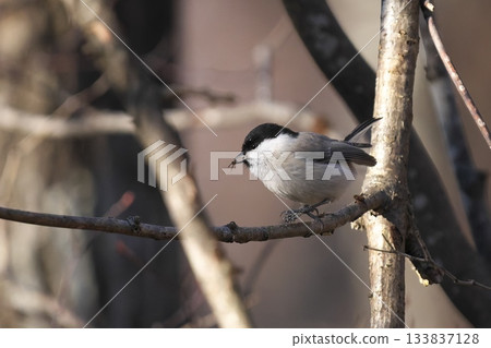 Willow tit that caught an insect 133837128