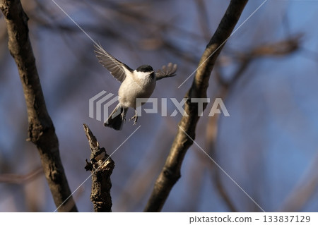 flying black-capped 133837129