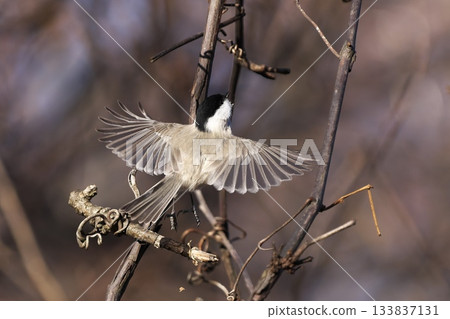 flying black-capped flying black-capped 133837131