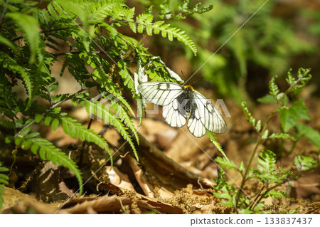 Ushuba clan Ushuba clan 133837437