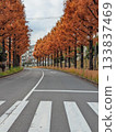 A row of metasequoia trees with beautiful autumn foliage 133837469