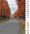 A row of metasequoia trees with beautiful autumn foliage 133837470