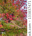 Beautiful gradation of autumn maple leaves 133837471