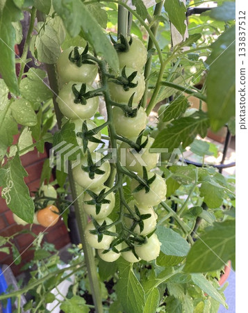 Well-behaved cherry tomatoes growing on a balcony farm 133837512