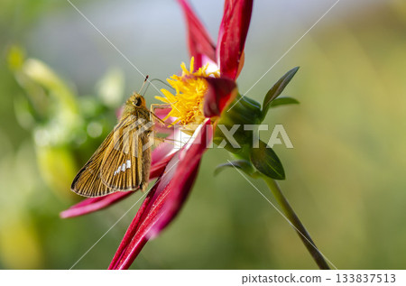 Ichimon dieselis 133837513