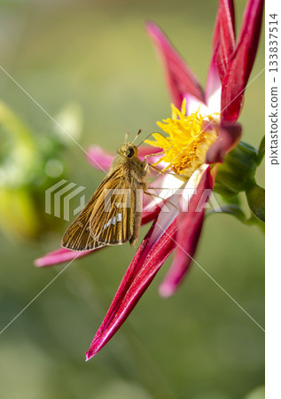 Ichimon dieselis 133837514