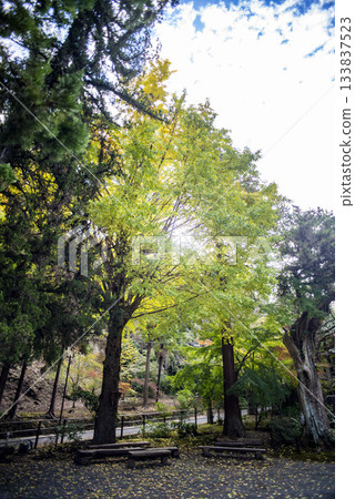 鎌倉 2511 年 淨智寺 7 黃葉 鎌倉 2511 年 淨智寺 7 黃葉 133837523