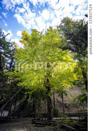 鎌倉 2511 年 淨智寺 6 黃葉 鎌倉 2511 年 淨智寺 6 黃葉 133837524