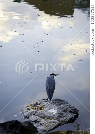 A heron gazing at the water surface 133837535