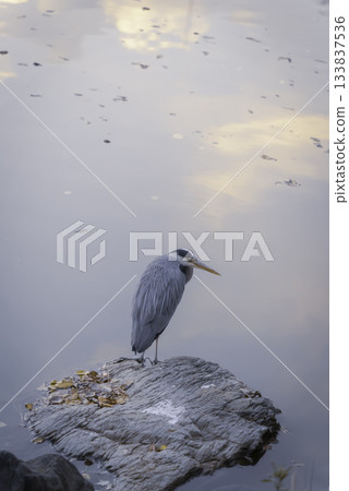 A heron gazing at the water surface A heron gazing at the water surface 133837536