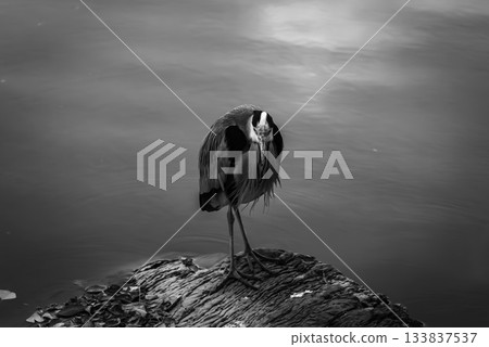 凝視水面的灰鷺 133837537