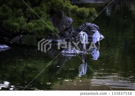 兩條夏威夷魚 133837538