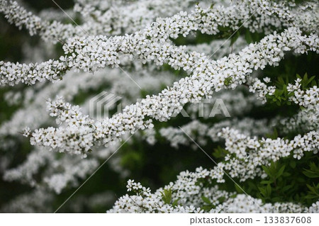 Snowy willow flowers in full bloom Snowy willow flowers in full bloom 133837608