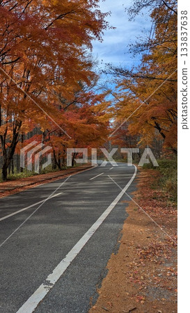 Autumnal leaves trees that red leaves 133837638
