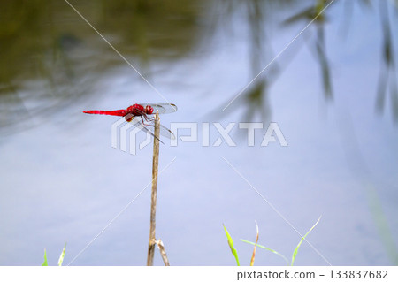 Shoujo dragonfly Shoujo dragonfly 133837682