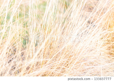 深秋：田野裡的植物枯萎了。 133837777