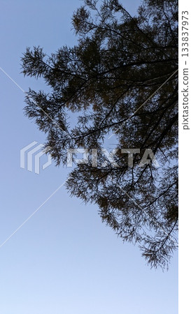 A tree extending into the blue sky 133837973