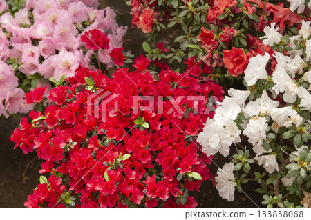 Azalea Azalea 133838068