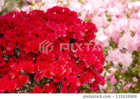 Azalea Azalea 133838069