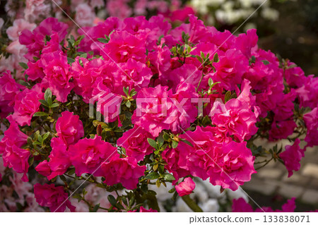 Azalea 133838071