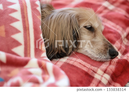 一隻年老的迷你臘腸犬在寒冷的冬天蓋著毯子睡覺。 一隻年老的迷你臘腸犬在寒冷的冬天蓋著毯子睡覺。 133838314