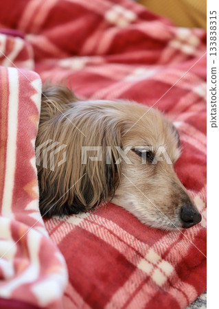 一隻年老的迷你臘腸犬在寒冷的冬天蓋著毯子睡覺。 一隻年老的迷你臘腸犬在寒冷的冬天蓋著毯子睡覺。 133838315